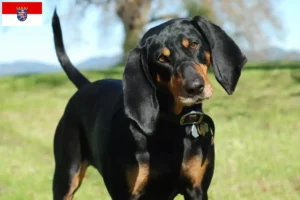 Mehr über den Artikel erfahren Black and Tan Coonhound Züchter und Welpen in Hessen