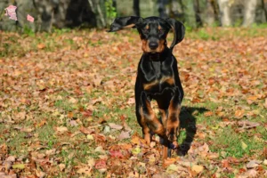 Mehr über den Artikel erfahren Black and Tan Coonhound Züchter und Welpen in Hovedstaden