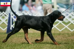 Mehr über den Artikel erfahren Black and Tan Coonhound Züchter und Welpen in Mecklenburg-Vorpommern