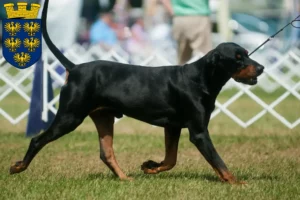 Mehr über den Artikel erfahren Black and Tan Coonhound Züchter und Welpen in Niederösterreich