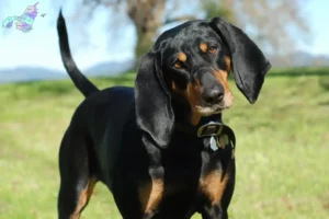 Mehr über den Artikel erfahren Black and Tan Coonhound Züchter und Welpen in Nordjylland