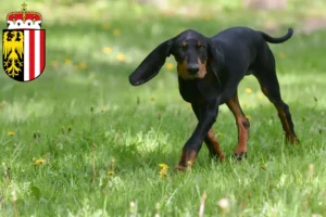 Mehr über den Artikel erfahren Black and Tan Coonhound Züchter und Welpen in Oberösterreich