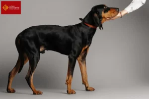 Mehr über den Artikel erfahren Black and Tan Coonhound Züchter und Welpen in Okzitanien