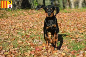 Mehr über den Artikel erfahren Black and Tan Coonhound Züchter und Welpen in der Provence-Alpes-Côte d’Azur