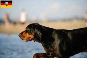 Mehr über den Artikel erfahren Black and Tan Coonhound Züchter und Welpen im Saarland