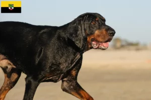 Mehr über den Artikel erfahren Black and Tan Coonhound Züchter und Welpen in Sachsen-Anhalt