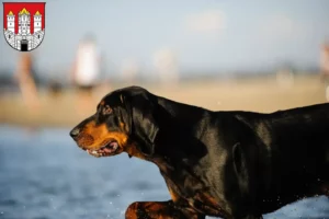 Mehr über den Artikel erfahren Black and Tan Coonhound Züchter und Welpen in Salzburg