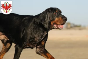 Mehr über den Artikel erfahren Black and Tan Coonhound Züchter und Welpen in Tirol