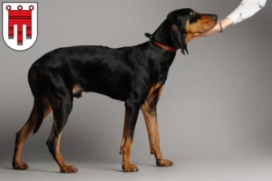 Mehr über den Artikel erfahren Black and Tan Coonhound Züchter und Welpen in Vorarlberg