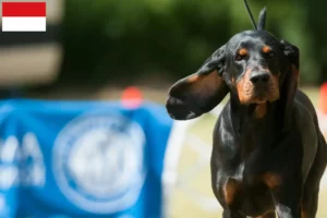 Mehr über den Artikel erfahren Black and Tan Coonhound Züchter und Welpen in Wien