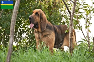 Mehr über den Artikel erfahren Bloodhound Züchter und Welpen in Flevoland