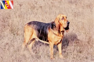 Mehr über den Artikel erfahren Bloodhound Züchter und Welpen in Grand Est