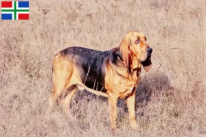 Mehr über den Artikel erfahren Bloodhound Züchter und Welpen in Groningen