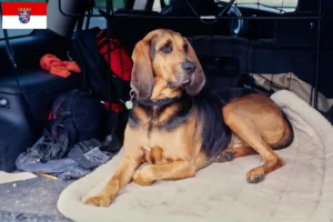 Mehr über den Artikel erfahren Bloodhound Züchter und Welpen in Hessen