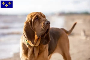Mehr über den Artikel erfahren Bloodhound Züchter und Welpen in Île-de-France