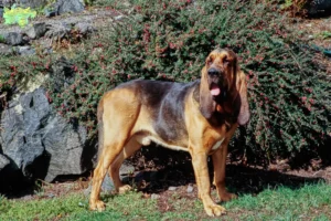 Mehr über den Artikel erfahren Bloodhound Züchter und Welpen in Midtjylland