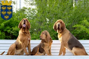 Mehr über den Artikel erfahren Bloodhound Züchter und Welpen in Niederösterreich