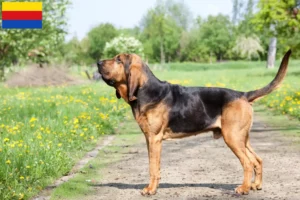 Mehr über den Artikel erfahren Bloodhound Züchter und Welpen in Nordholland