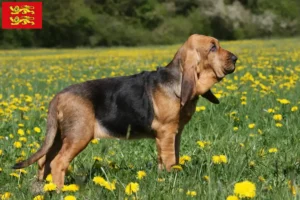 Mehr über den Artikel erfahren Bloodhound Züchter und Welpen in der Normandie