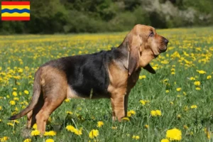 Mehr über den Artikel erfahren Bloodhound Züchter und Welpen in Overijssel