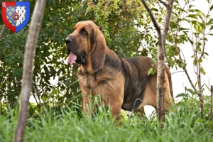 Mehr über den Artikel erfahren Bloodhound Züchter und Welpen in Pays de la Loire