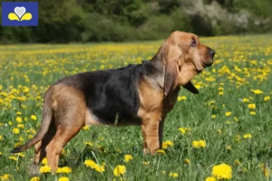 Mehr über den Artikel erfahren Bloodhound Züchter und Welpen in Region Brüssel-Hauptstadt