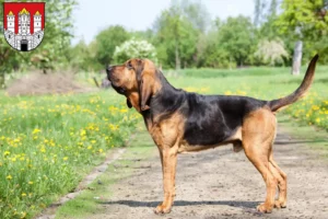 Mehr über den Artikel erfahren Bloodhound Züchter und Welpen in Salzburg