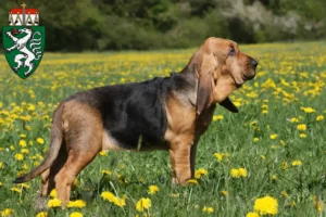 Mehr über den Artikel erfahren Bloodhound Züchter und Welpen in der Steiermark