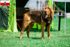 Mehr über den Artikel erfahren Bloodhound Züchter und Welpen in Thüringen