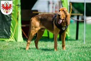 Mehr über den Artikel erfahren Bloodhound Züchter und Welpen in Tirol