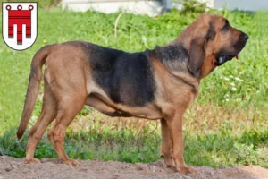 Mehr über den Artikel erfahren Bloodhound Züchter und Welpen in Vorarlberg