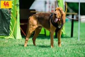 Mehr über den Artikel erfahren Bloodhound Züchter und Welpen in Wallonische Region