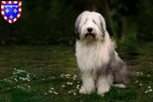 Mehr über den Artikel erfahren Bobtail Züchter und Welpen in Centre-Val de Loire