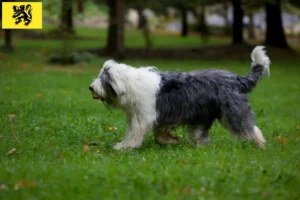 Mehr über den Artikel erfahren Bobtail Züchter und Welpen in Flandern