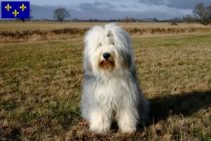 Mehr über den Artikel erfahren Bobtail Züchter und Welpen in Île-de-France