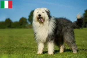 Mehr über den Artikel erfahren Bobtail Züchter und Welpen in Italien