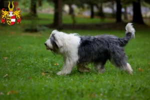 Mehr über den Artikel erfahren Bobtail Züchter und Welpen in Kärnten