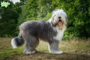 Mehr über den Artikel erfahren Bobtail Züchter und Welpen in Midtjylland