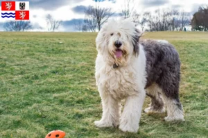 Mehr über den Artikel erfahren Bobtail Züchter und Welpen in Mittelböhmen