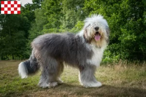 Mehr über den Artikel erfahren Bobtail Züchter und Welpen in Nordbrabant