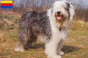 Mehr über den Artikel erfahren Bobtail Züchter und Welpen in Nordholland