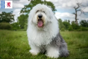 Mehr über den Artikel erfahren Bobtail Züchter und Welpen in Nouvelle-Aquitaine