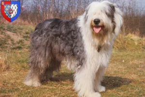 Mehr über den Artikel erfahren Bobtail Züchter und Welpen in Pays de la Loire