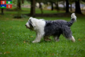 Mehr über den Artikel erfahren Bobtail Züchter und Welpen in Ústí