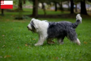 Mehr über den Artikel erfahren Bobtail Züchter und Welpen in Utrecht