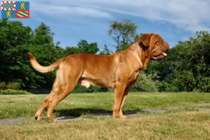 Mehr über den Artikel erfahren Bordeauxdogge Züchter und Welpen in Bourgogne-Franche-Comté