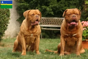 Mehr über den Artikel erfahren Bordeauxdogge Züchter und Welpen in Flevoland