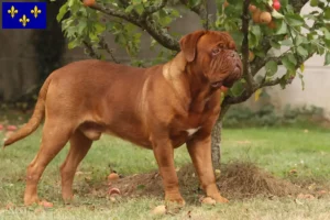 Mehr über den Artikel erfahren Bordeauxdogge Züchter und Welpen in Île-de-France