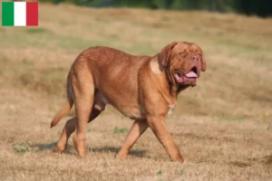 Mehr über den Artikel erfahren Bordeauxdogge Züchter und Welpen in Italien