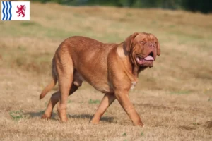 Mehr über den Artikel erfahren Bordeauxdogge Züchter und Welpen in Nouvelle-Aquitaine